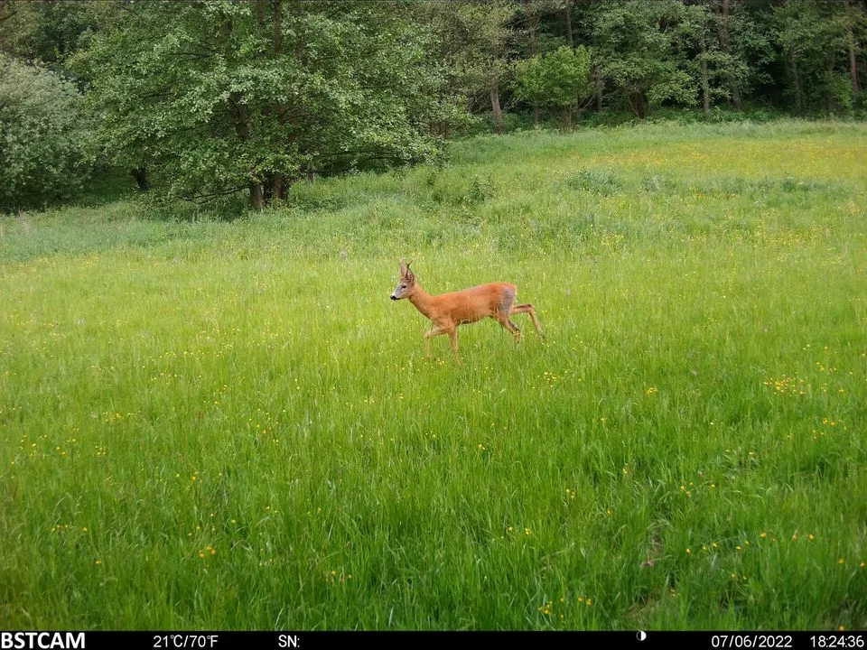 Wireless Digital Hunting Cameras LTE 36MP 1080P 100FT Detection Range Invisible Infrared 4G Hunting Trail Camera