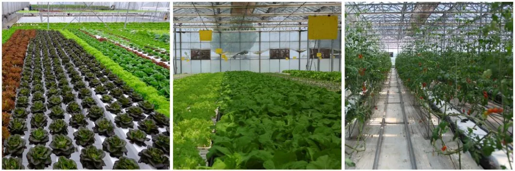 Agriculture Solar Panel Photovoltaic Greenhouse for Vegetables Growing