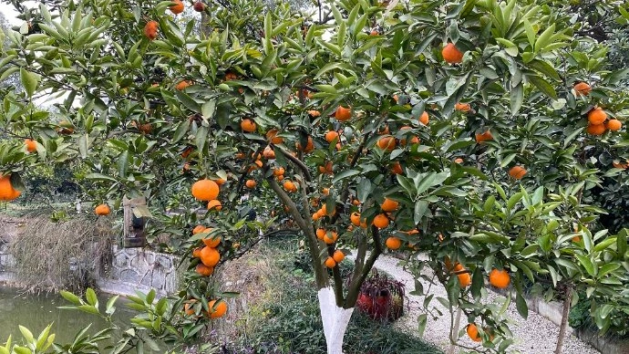 Delicious Navel Orange Fresh Mandarin with Top Quality