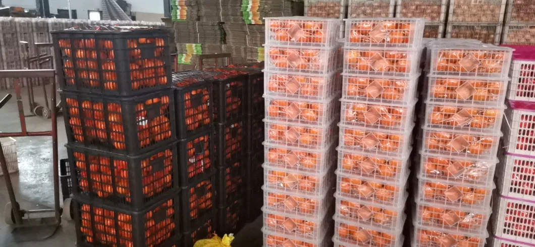 Hot Sale Fresh Mandarin and Oranges for Export