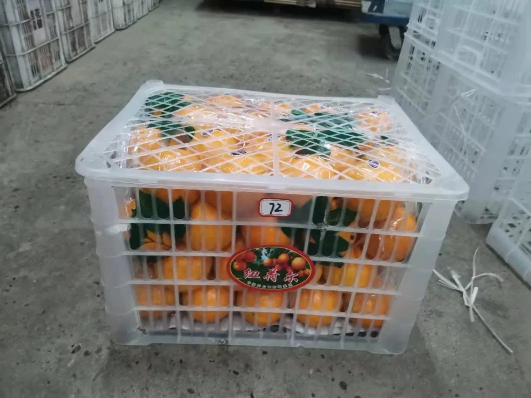 Newest Crop Fresh Orange From Factory Direct Sale