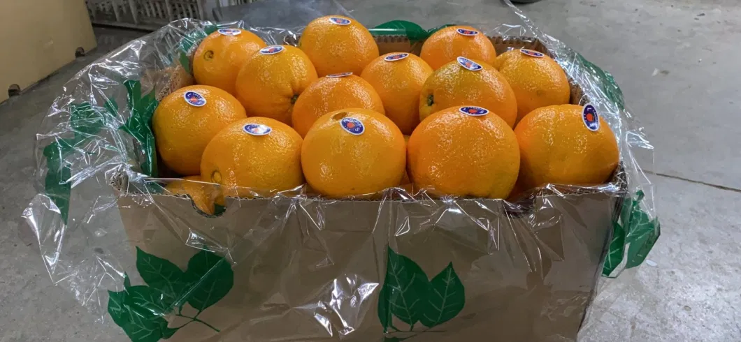 Newest Crop Fresh Orange From Factory Direct Sale