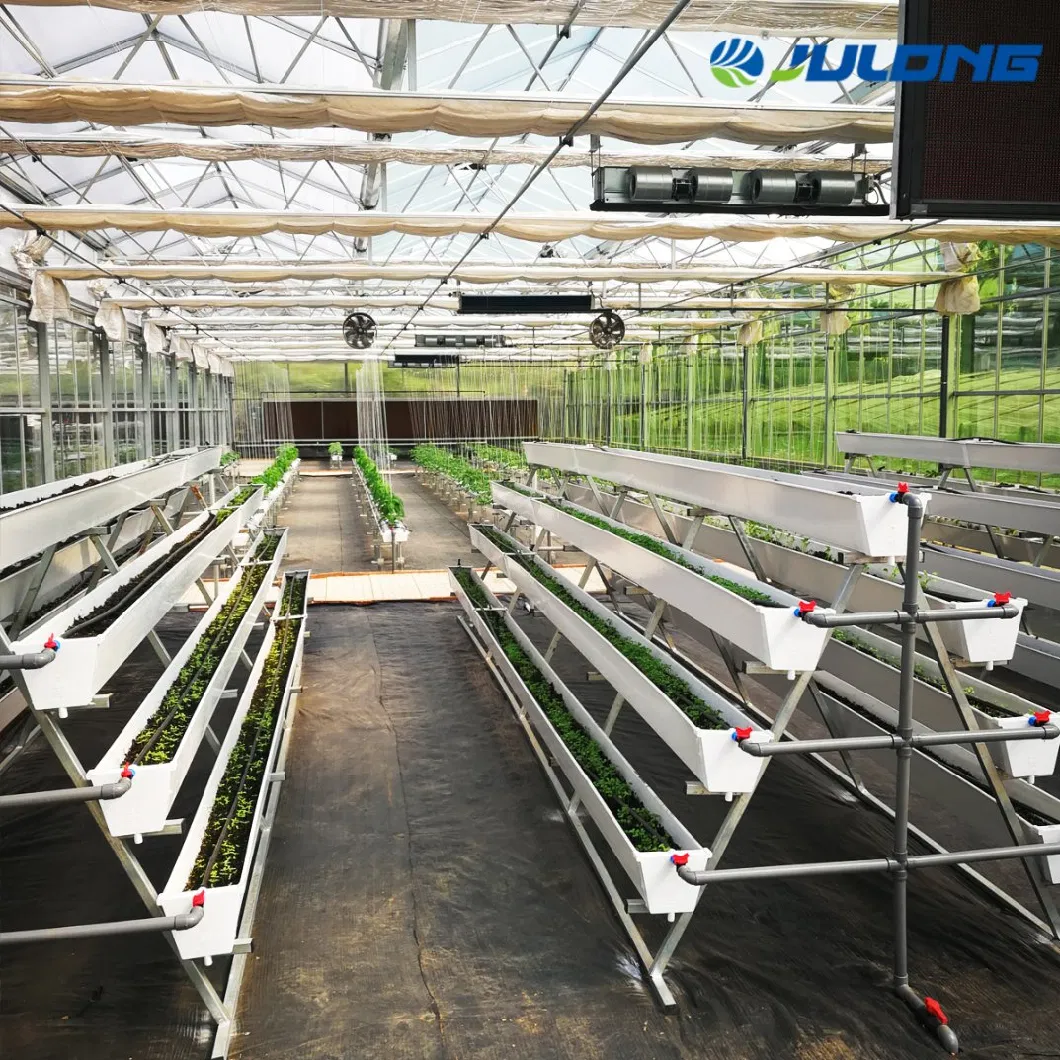 Customized Large Size Agricultural Greenhouses High Quality Multi-Span Plastic Film Green House for Green Leaves Vegetables Lettuce