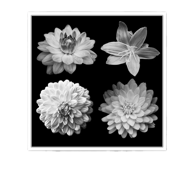 Black and White Flower Printing Home Decor Turnip Modern Cheap Custom Wall Art Painting Canvas