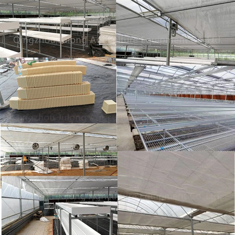 Automatic Climate Control Multi Span Venlo Greenhouse for Agriculture Hydroponics Vegetable