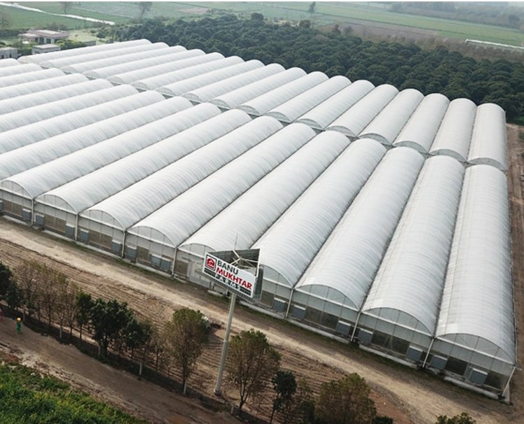 Customized Large Size Agricultural Greenhouses High Quality Multi-Span Plastic Film Green House for Green Leaves Vegetables Lettuce