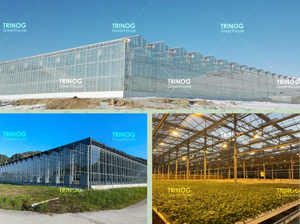 Hot Sale Galvanized Steel Frame Multi-Span Galvanized Steel Pipe Structure Glass Greenhouse for Seeding Planting