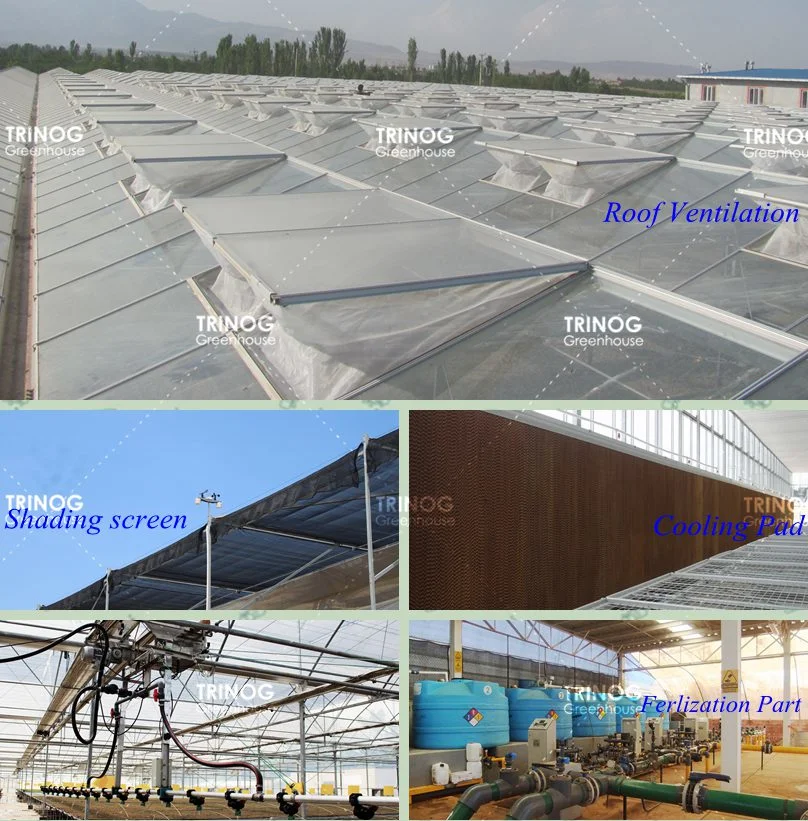 Hot Sale Galvanized Steel Frame Multi-Span Galvanized Steel Pipe Structure Glass Greenhouse for Seeding Planting