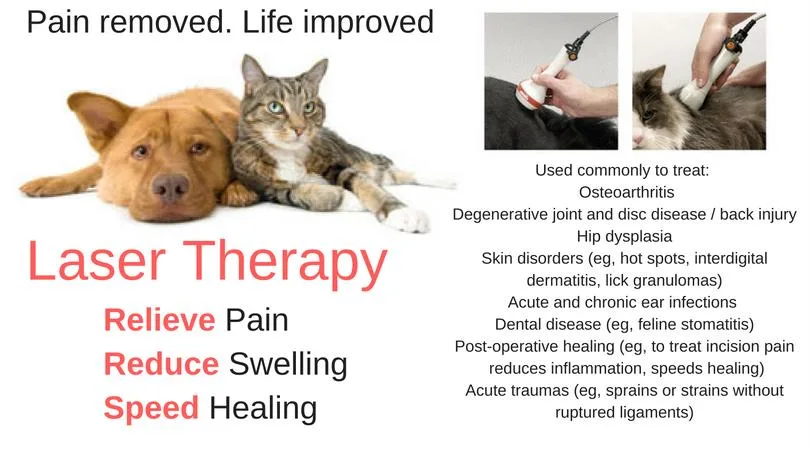 60 Watt Laser Therapy Class IV Laser Equipment Chiropractic Laser/ Class IV 980 Laser Pet Therapy