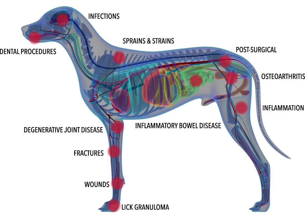 60 Watt Laser Therapy Class IV Laser Equipment Chiropractic Laser/ Class IV 980 Laser Pet Therapy