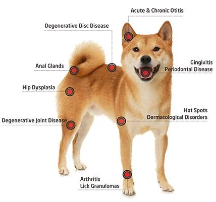 60 Watt Laser Therapy Class IV Laser Equipment Chiropractic Laser/ Class IV 980 Laser Pet Therapy