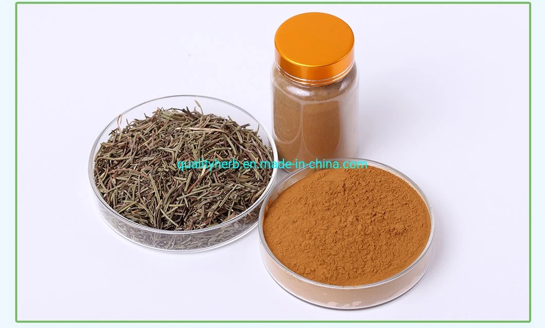 Rosemary Leaf Extract Carnosic Acid Powder for Supplement