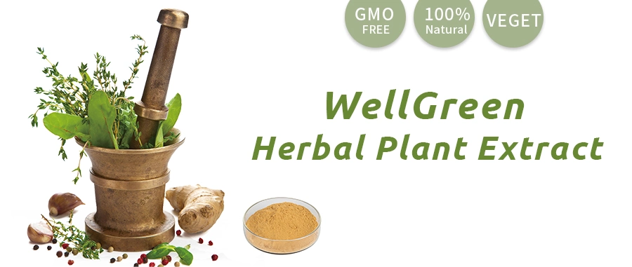 Natural Herb Extract Powder Water Soluble Ginkgo Biloba Extract