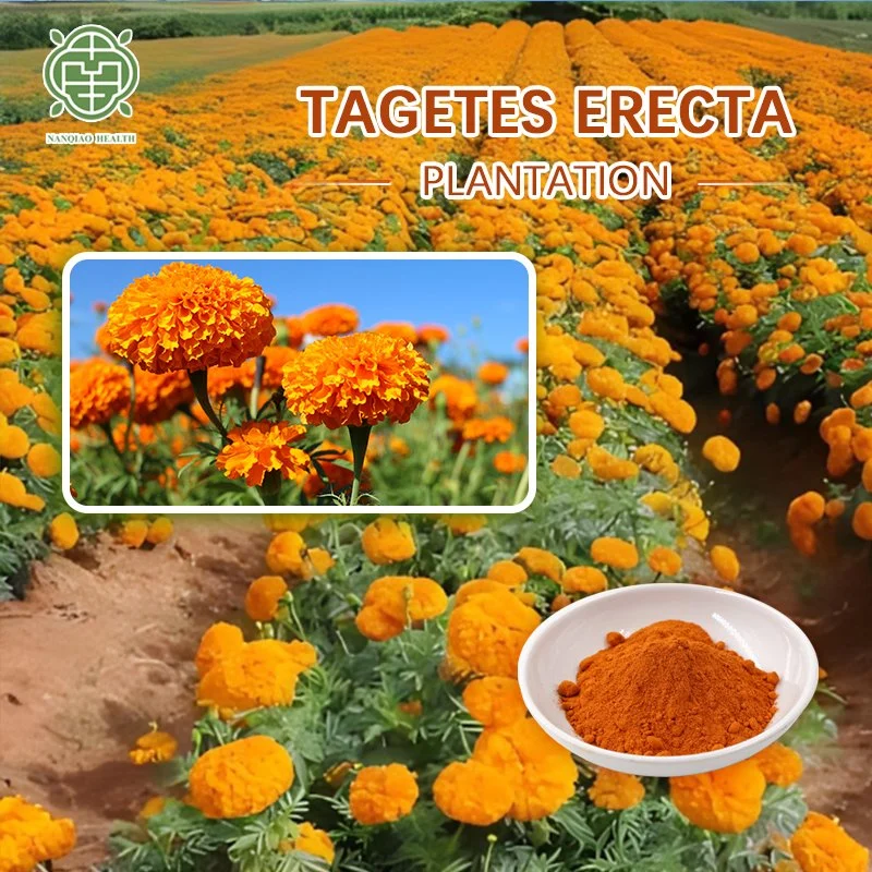 Nanqiao Chinese Factory Supply Best Quality Food Preservative Natural Pigment Zeaxanthin CAS 144-68-3