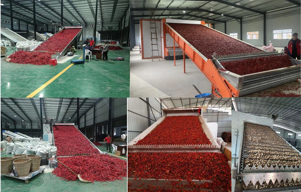 Full Stainless Steel Heat Pump Conveyor Jasmine Rose Flower Herbs Drying Machine Hot Air Vegetable Dehumidifier Equipment Alfalfa Grass Leaf Pepper Belt Dryer