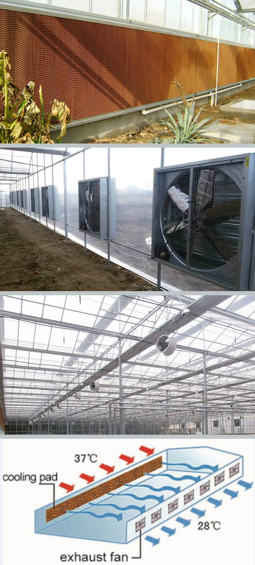 Agricultural Venlo Greenhouse Polycarbonate/Glass Covering for Sale