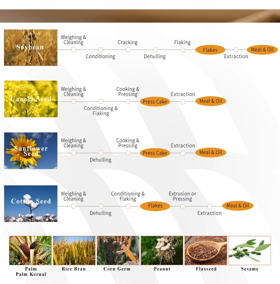 Edible Oil Press Machine, 100tpd~10, 000tpd Soybean Canola Sunflower Cotton Palm Rice Bran Corn Peanut Oil Extraction Refinery Machine