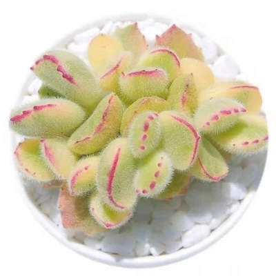 Cotyledon Tomentosa Var. White Succulent