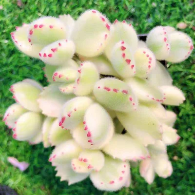 Cotyledon Tomentosa Var. White Succulent