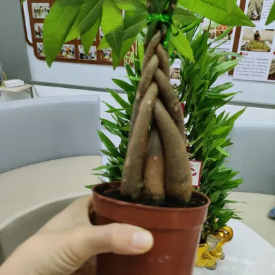 Boutique Pachira Macrocarpa Tree Money Tree Bonsai Succulents Live Plant Decorative Wholesale