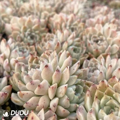 Dudu New Arrival Echeveria Hugo Double Head Natural Live Succulent