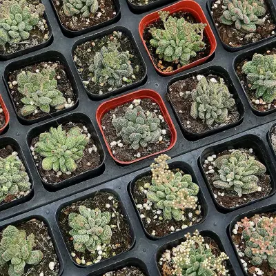 Succulent Plant Crassula Ausensis Subsp. Titanopsis Real Plants Succulents