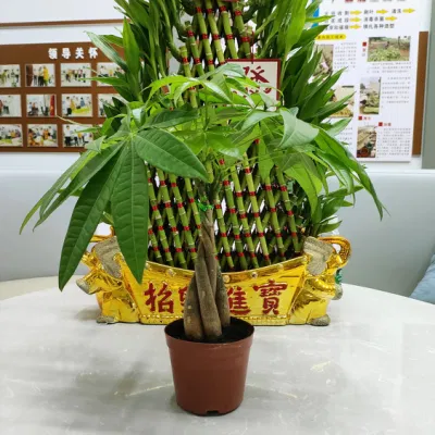 Boutique Pachira Macrocarpa Tree Money Tree Bonsai Succulents Live Plant Decorative Wholesale