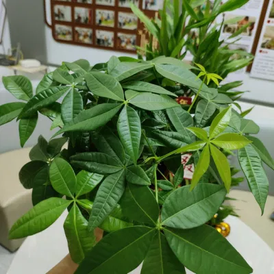 Boutique Pachira Macrocarpa Tree Money Tree Bonsai Succulents Live Plant Decorative Wholesale