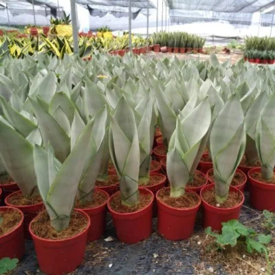 Wholesale Nursrey Real Plants Sanseveria