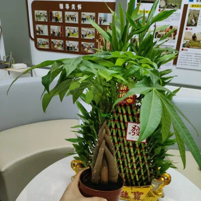 Boutique Pachira Macrocarpa Tree Money Tree Bonsai Succulents Live Plant Decorative Wholesale