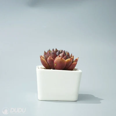 Dudu Hot Sale Colorful Hot Sale Amethyst Rose Echeveria Natural Live Succulent Plants