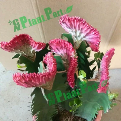 Export Live Plants Cactus Flower Euphorbia Lactea F. Cristata Hort. Haw. Succulents