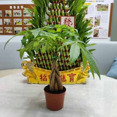 Boutique Pachira Macrocarpa Tree Money Tree Bonsai Succulents Live Plant Decorative Wholesale