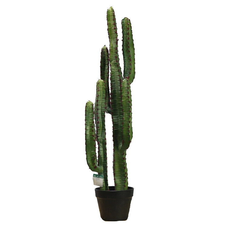 New Style Plastic Saguaro Cactus Buy Artificial Cactus Plant at Toronto Cactus and Succulent Club