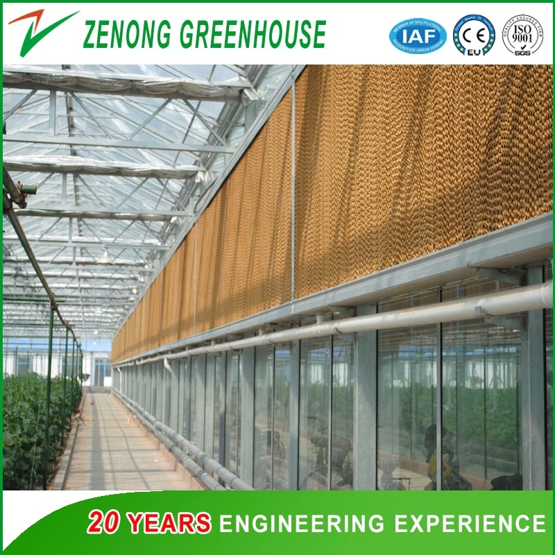 Plastic Multi-Span/Single-Span Greenhouse for Planting Vegetables/Medical /Succulents/Meaty Flowers