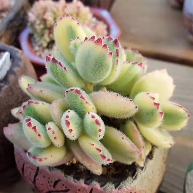 Cotyledon Tomentosa Var. White Succulent