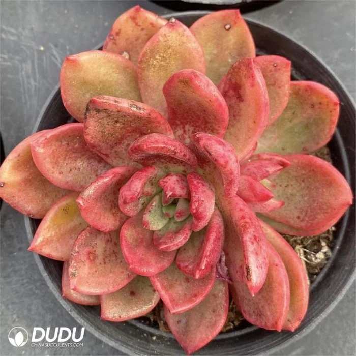 Dudu Beauty Cheap Indoor Echeveria Chabot Echeveria Natural Live Succulent