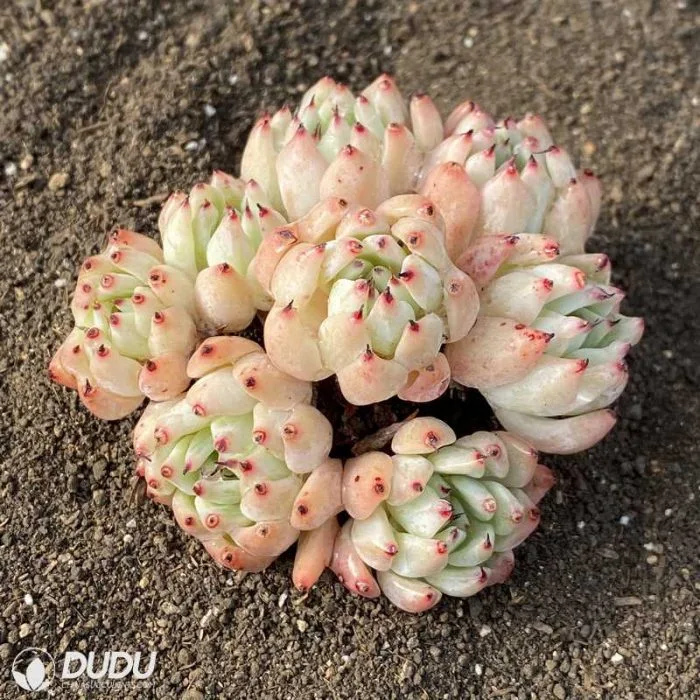 Dudu Popular Wholesale Indoor Green Melon Echeveria Natural Live Succulent