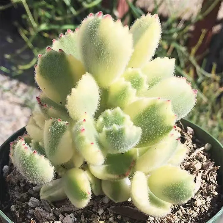 Cotyledon Tomentosa Var. White Succulent