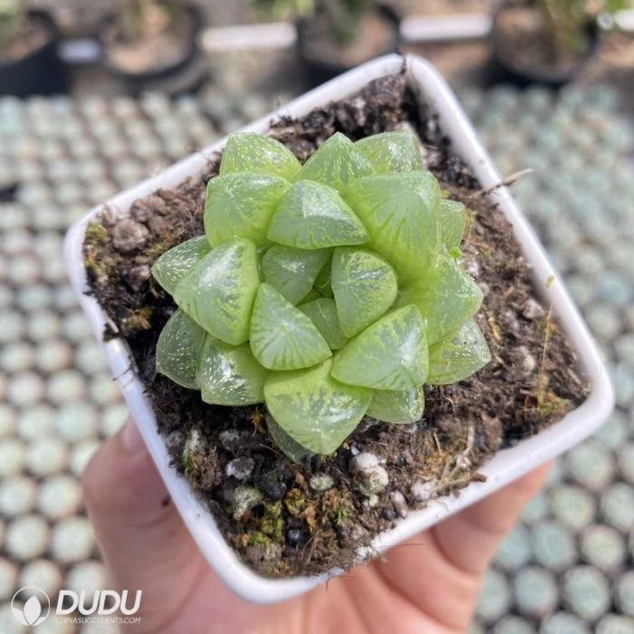 Dudu China Haworthia Snow Lithop/Haworthia/Cactus Live Succulent Plants