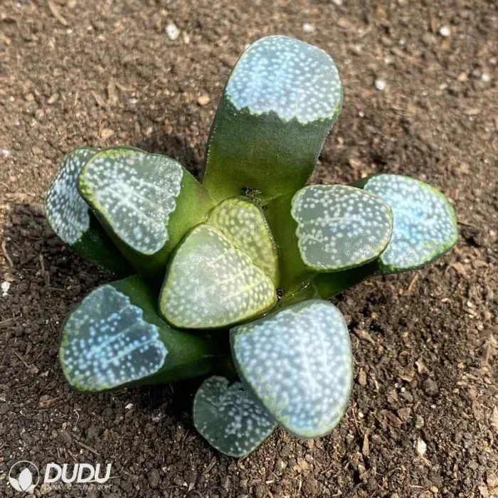 Dudu Beautiful Groenewaldii Haworthia Natural Live Succulent