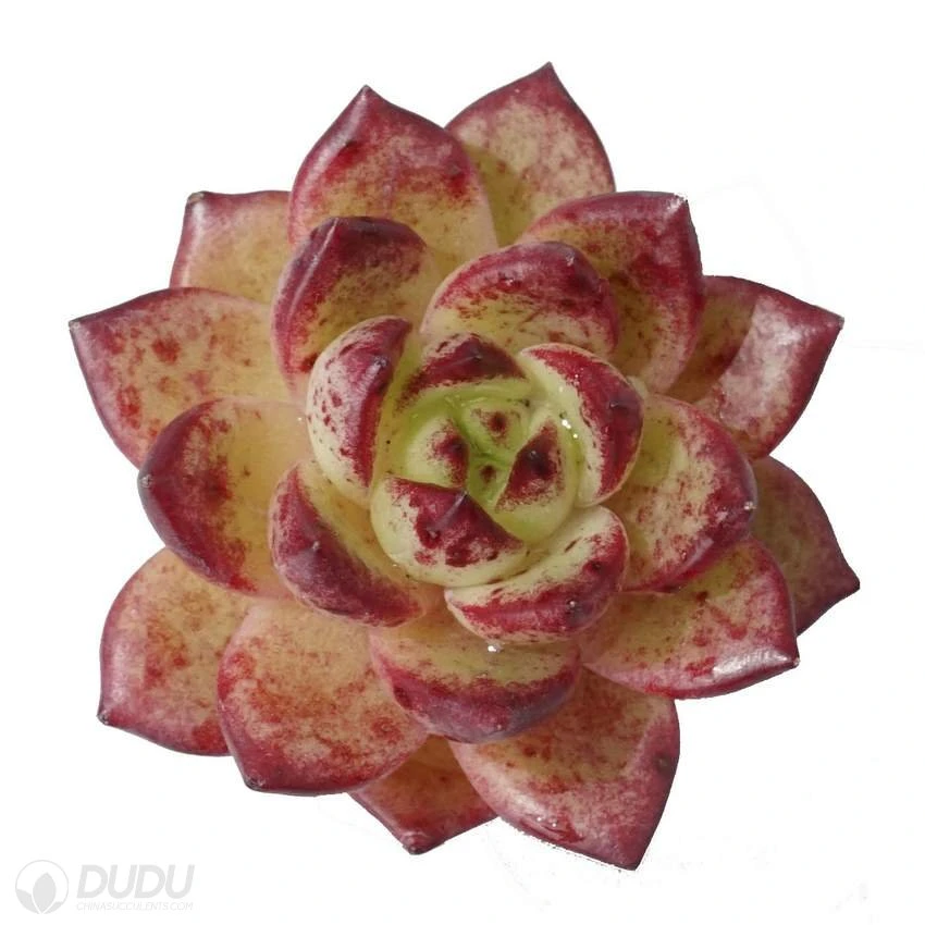 Dudu Colorful New Arriva Monroe Robin X Echeveria Natural Live Succulent