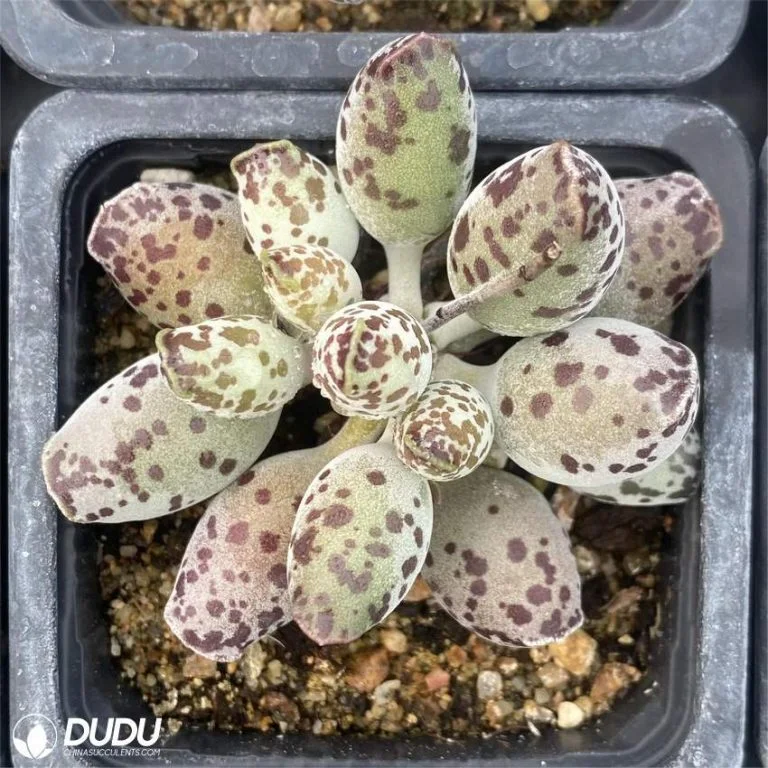 Dudu Beauty Cheap Indoor Adromischus Cooperi V. Festivus Adromischus Natural Live Succulent