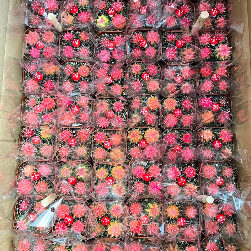 Grafted Gymnocalycium Mihanovichii Moon Cactus Live Plant Flowers Decoration Live Plants Cactus Tissue Culture