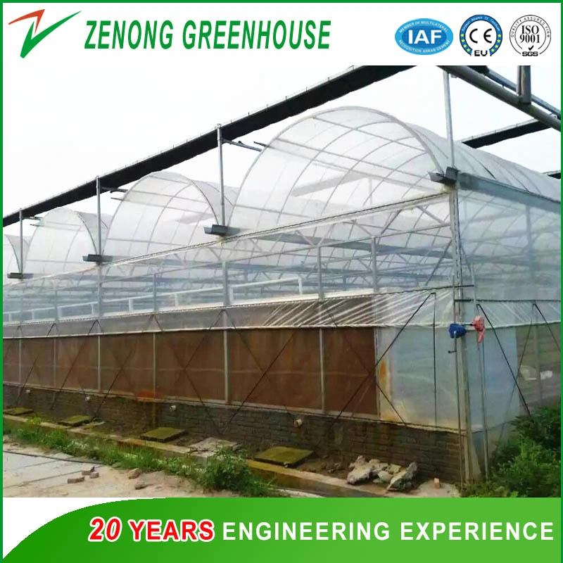 Simple Multi Span Film Greenhouse for Planting Vegetables/Succulents/Meaty Flowers