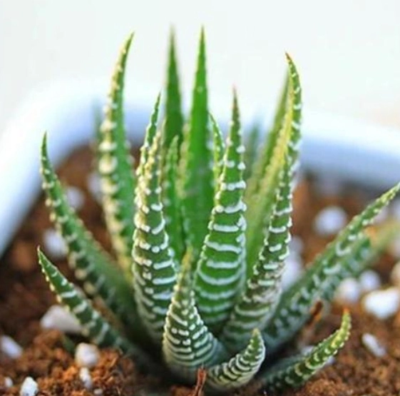 Haworthia Fasciata Haw