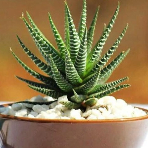 Haworthia Fasciata Haw