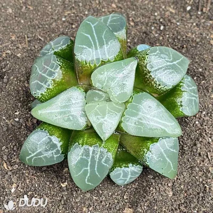 Dudu Wholesale Elegans Haworthia Natural Live Succulent