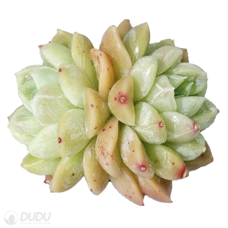 Dudu Beautiful Rare Elsa Double-Headed Echeveria Natural Live Succulent