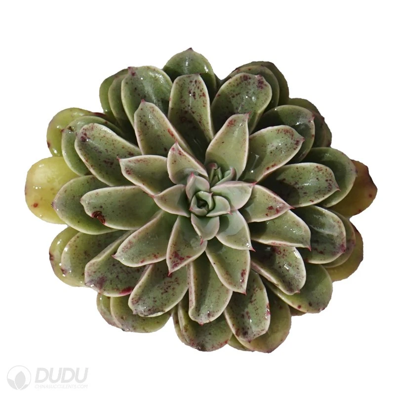 Dudu China Nursery Lovely Indoor Fountain Echeveria Natural Live Succulent Plants